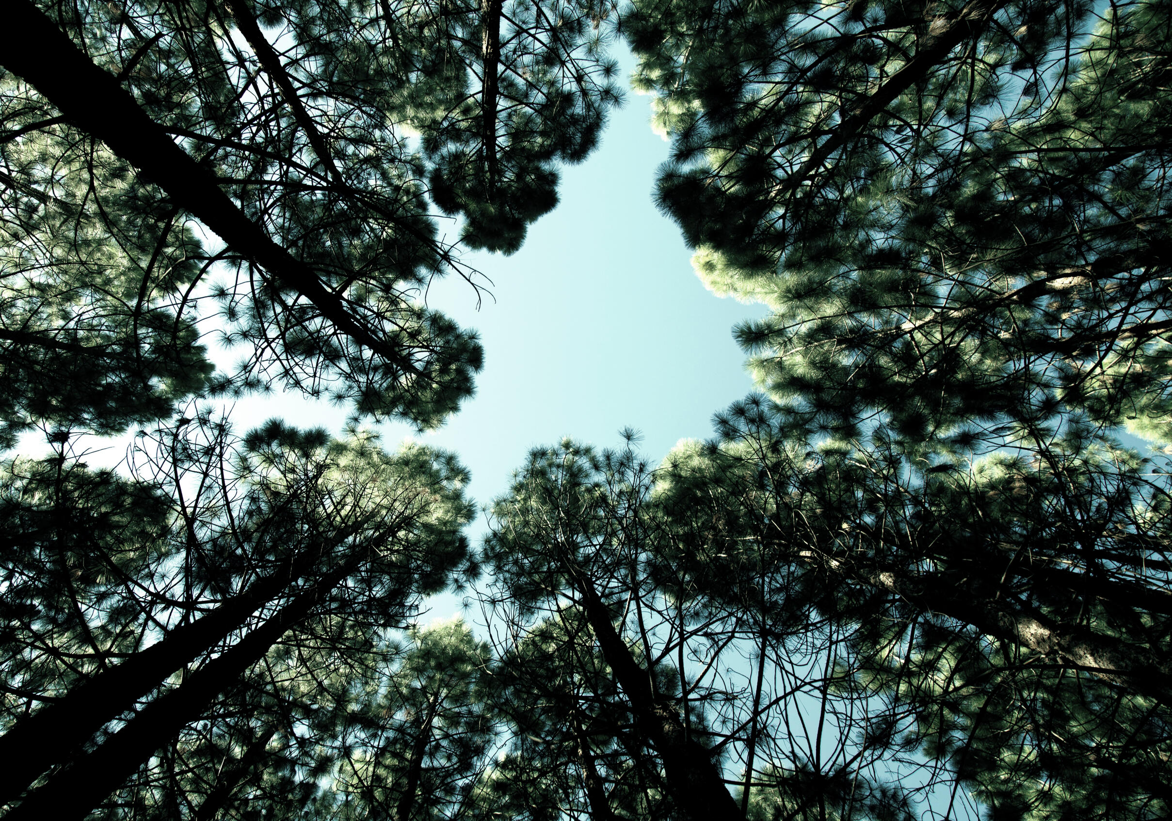 SOMATIC PRACTISES